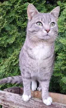 Elvis, Westerstede