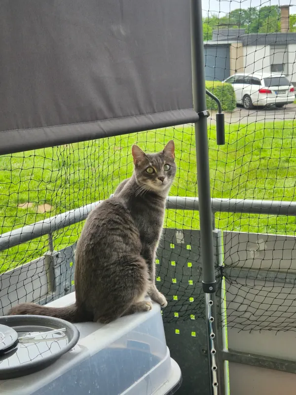 Simba, Soest