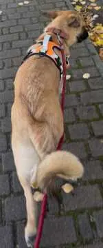 Trudi, Kamern