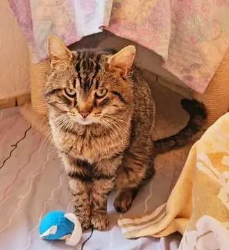 Murmel, Platschow
