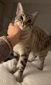 Samira, Remagen