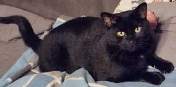 Blacky, Thür
