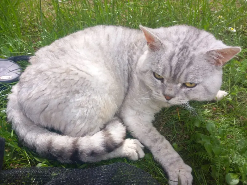 Tom, Hettstedt