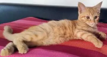 Ginger, Bad Saulgau