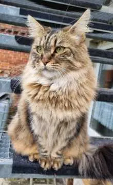 Nala, Salzwedel