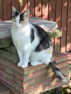 Lotti, Hille