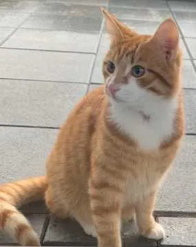 Findus, Brakel