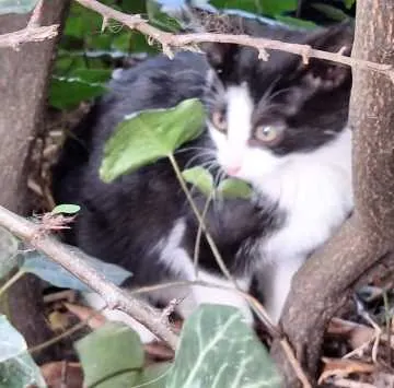 Finnjas Kitten, Nottuln