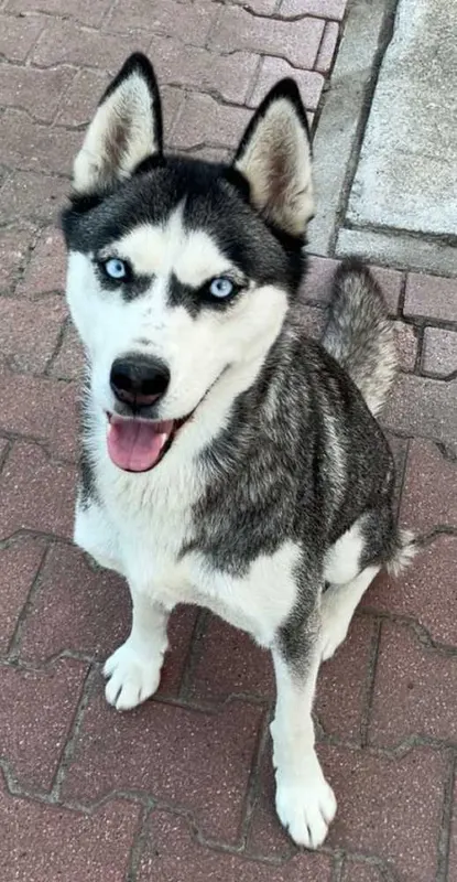 Maya, Beelen