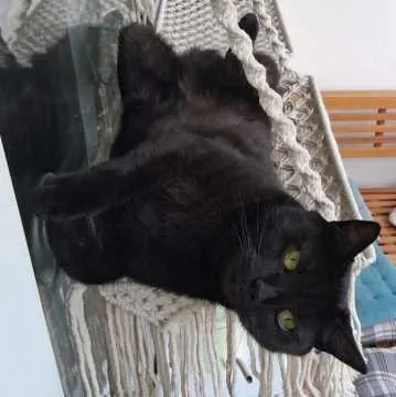 Timmy, Erfurt