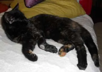 Feline, Grafschaft
