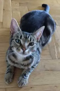 Eddie, Riesa