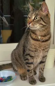 Monty, Brandenburg an der Havel