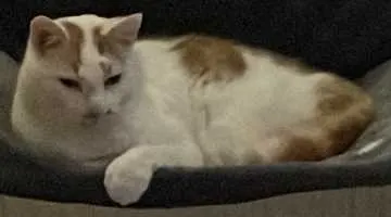 Filou, Marsberg