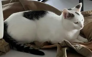 Milo, Schramberg