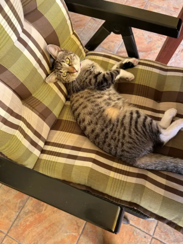 Izzy, Obertshausen