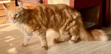 Tiger, Geldern