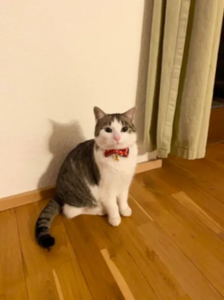 Kitty, Aschersleben