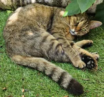 Tiggi, Geldern