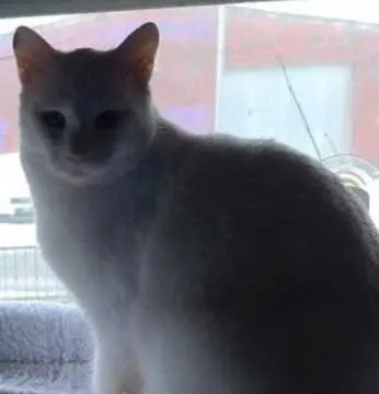 Kater, Wittmund