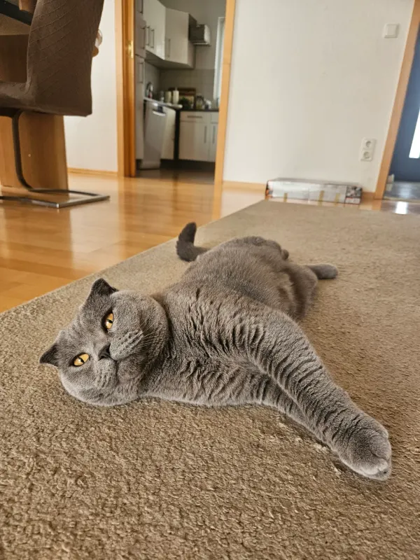 Sammy, Memmingen