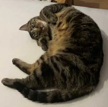 Leo, Hamm