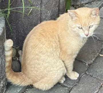 Garfield, Bad Kissingen