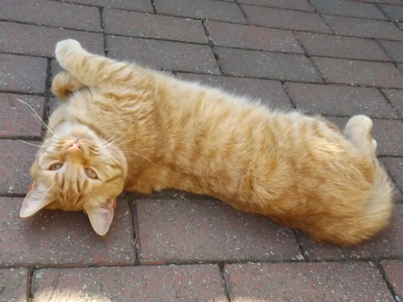 Garfield, Sehnde