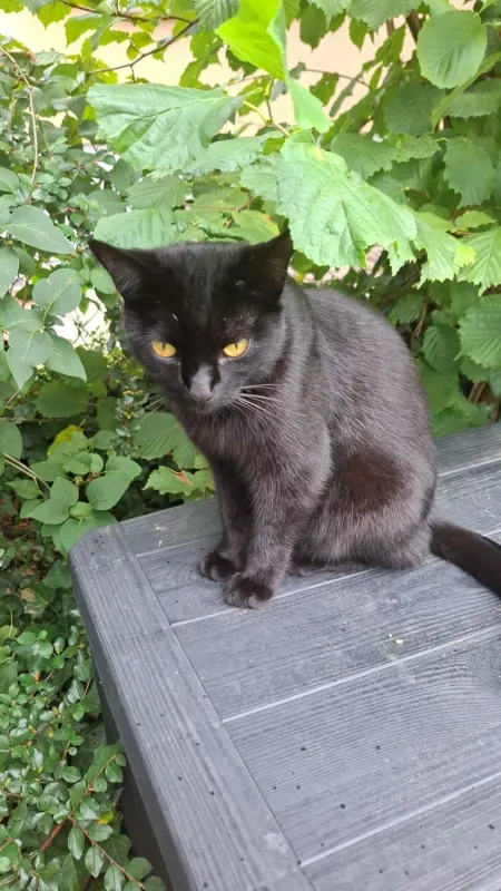 Momo, Schwäbisch Gmünd