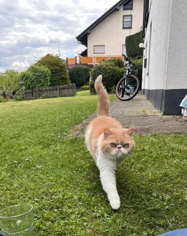 Louis, Attendorn