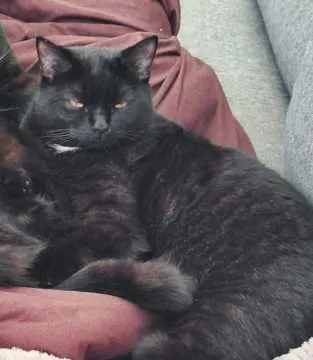 Loki, Wachtendonk