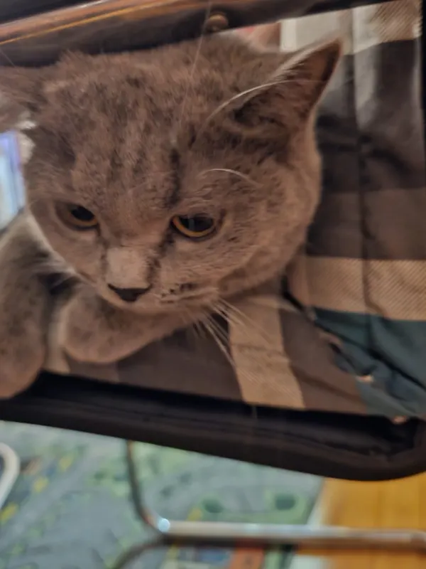 Simba, Ravensburg