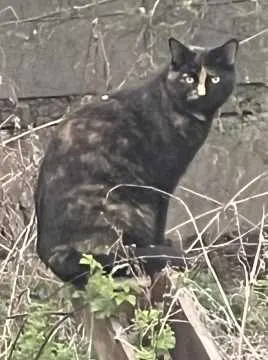 Peanut, Herzogenaurach