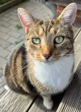 Freddy Shou, Burgdorf