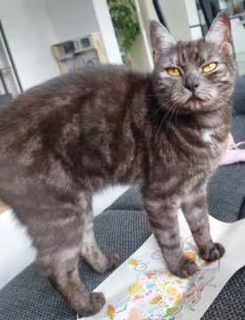 Molly, Spay