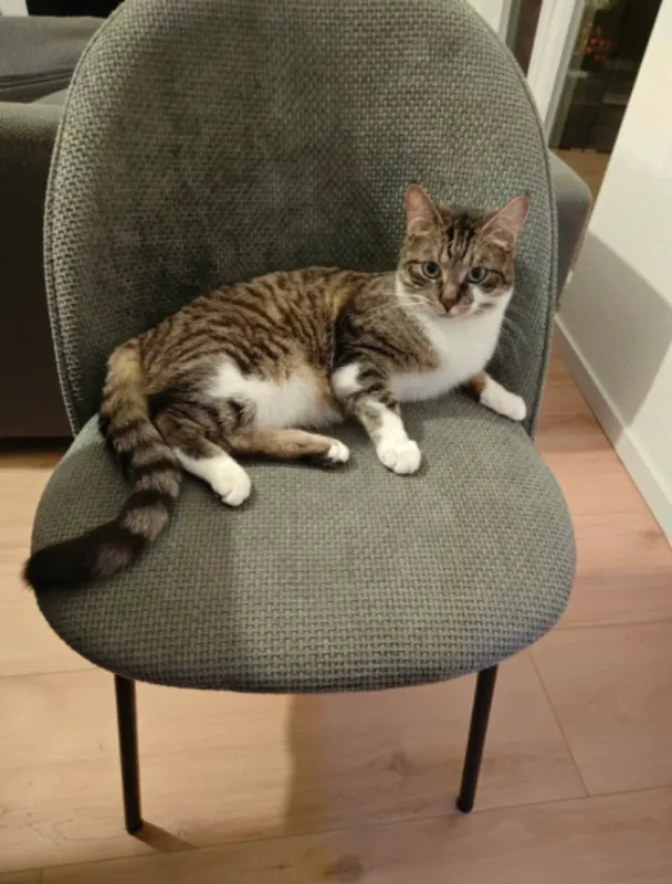 Cosmo, Herrenberg