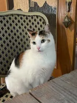 Loki, Versmold