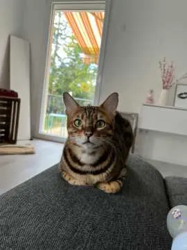 Muffin, Rohrsen