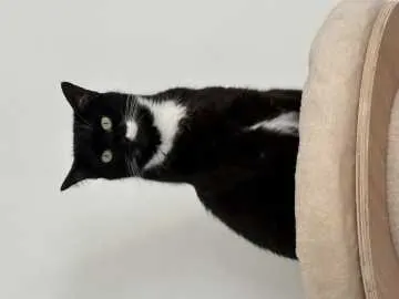 Floki, Homburg