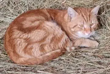 Tigger, Schneverdingen
