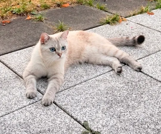 Lilly, Hanau am Main
