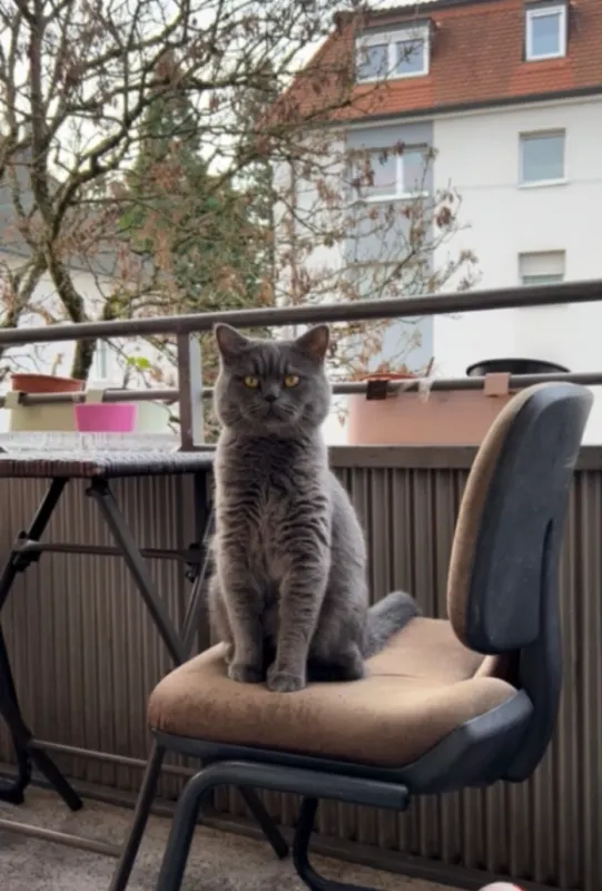 Duman, Hanau am Main