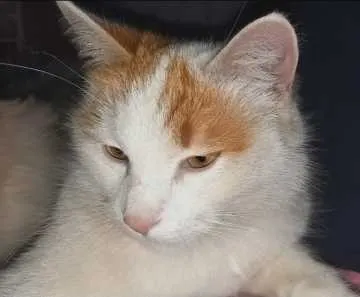 Tommy, Traunreut