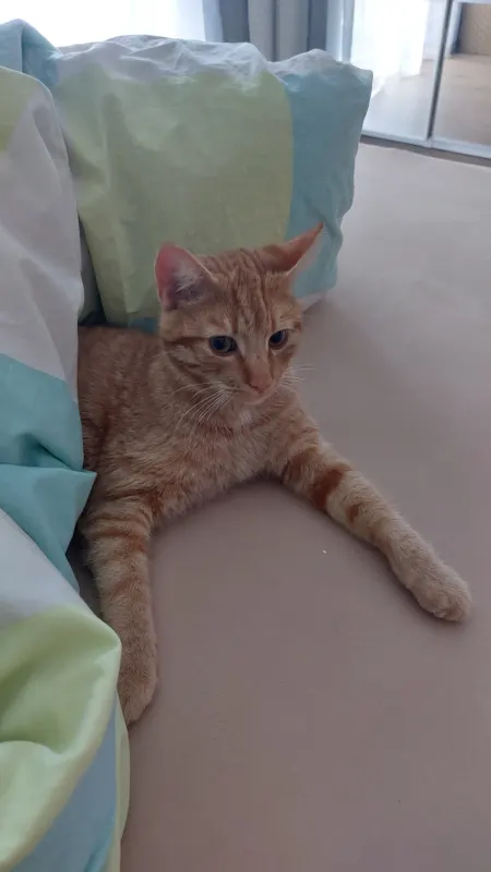 Simba, Rudolstadt