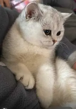 Nala, Viersen