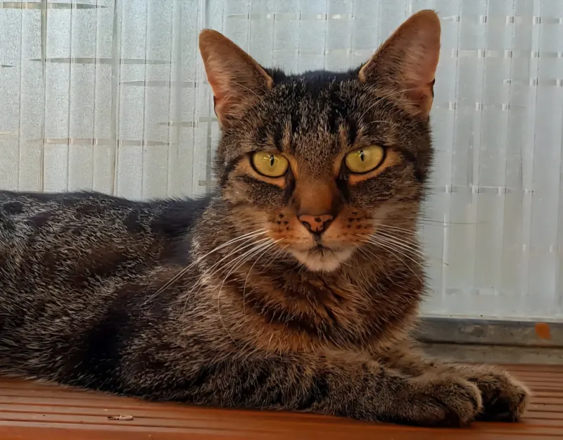 Mia, Neckarsulm