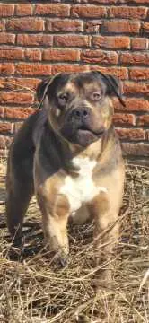 Buddy, Cappeln (Oldenburg)
