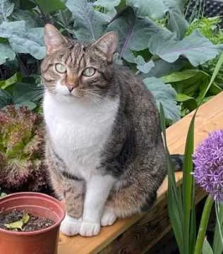 Eddie, Rheinstetten