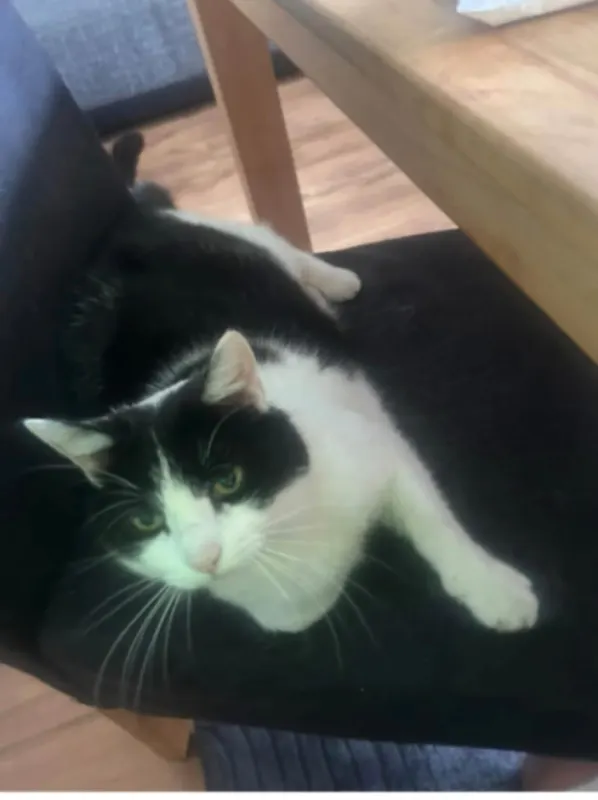 Kitty, Bramsche