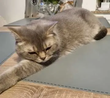 Sammy, Gifhorn